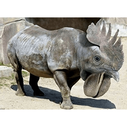 Rhinooster Emoticon