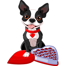 Chocolate Boston Terrier Emoticon